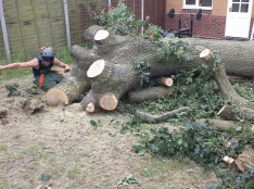 tree felling